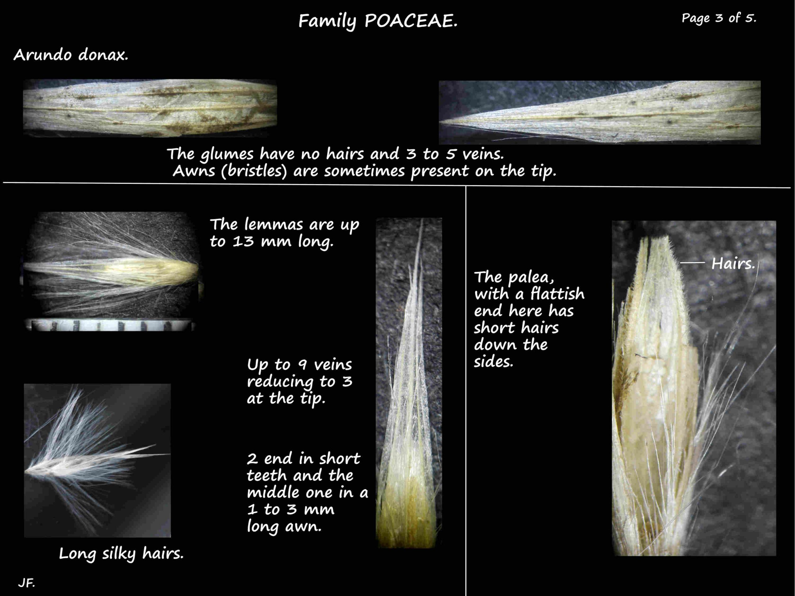 3 Arundo glumes, lemma & palea